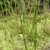 Horsetail Extract